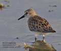 Calidris_minuta_ph2584