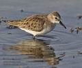 Calidris_minuta_ph2592