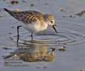 Calidris_minuta_ph2608