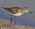 Calidris_minuta_ph4123