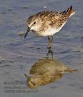 Calidris_minuta_ph4145