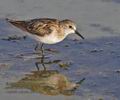 Calidris_minuta_ph4146