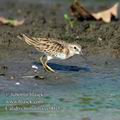 Calidris_minutilla_ec0015