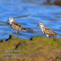 Calidris_minutilla_ec0165