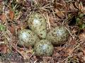 Calidris_temminckii_11011