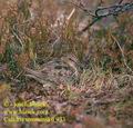 Calidris_temminckii