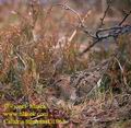 Calidris_temminckii