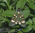 Callimorpha_dominula_ab9558