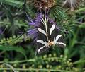Callimorpha quadripunctaria bu9668