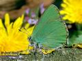 Callophrys_rubi_10637