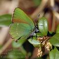 Callophrys_rubi_ak1543