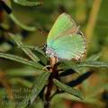 Callophrys_rubi_ak1550