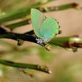 Callophrys_rubi_ak1570