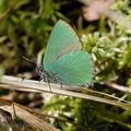 Callophrys_rubi_ak1575