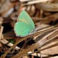 Callophrys_rubi_ak1578