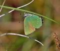 Callophrys_rubi_bt6332