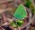 Callophrys_rubi_j2607s