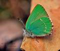 Callophrys_rubi_j2621s