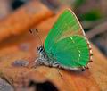 Callophrys_rubi_j2630s