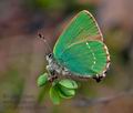 Callophrys_rubi_j2646s