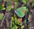 Callophrys_rubi_j5890