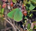 Callophrys_rubi_j5899