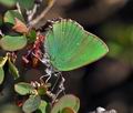 Callophrys_rubi_j5917