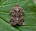 Callopistria_latreillei_jm0377s