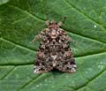 Callopistria_latreillei_jm0393s