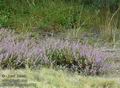 Calluna_vulgaris_a5785