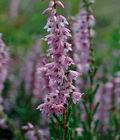 Calluna_vulgaris_db0062