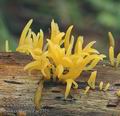 Calocera_cornea_ac2771