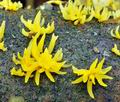 Calocera_cornea_bh6709