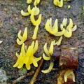 Calocera_cornea_bh6712