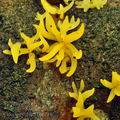 Calocera_cornea_bh6714