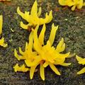 Calocera_cornea_bh6715