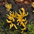 Calocera_cornea_bi0140