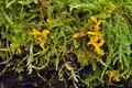 Calocera_furcata_cr7246