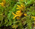 Calocera_furcata_cr7254s