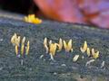 Calocera_glossoides_cz9688s