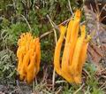 Calocera_viscosa_a8325