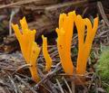 Calocera_viscosa_a8327