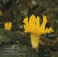 Calocera_viscosa_ab7614