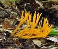 Calocera_viscosa_bm2389