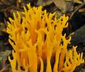 Calocera_viscosa_bv0694