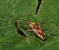 Calocoris_roseomaculatus_a0482