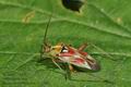 Calocoris_roseomaculatus_a0485