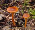 Calocybe_chrysenteron_be4721