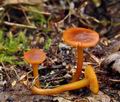 Calocybe_chrysenteron_be4722