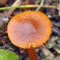 Calocybe_chrysenteron_be4731